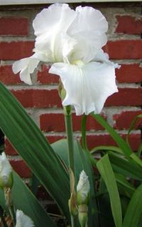 40 White Iris Bulbs *Fragrant Flower * Organically Grown Plants Hardy