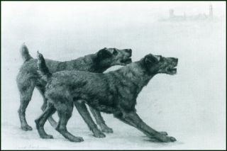 Irish Terrier Dogs by Maud Earl 1902 New Note Cards
