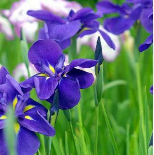 Iris Germanica Bearded Irises German Iris Purple Flag 20 Flower Bulk