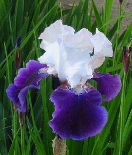 Iris M Skies Plant Bulbs Flowers 1 Rhizome Garden Sale
