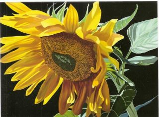 Blank Notecard Sunflowers Art by James Mcgulpin