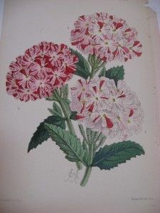 James Andrews H C Botanical Lithograph Verbena 1800S