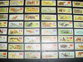 1960s James O Welch SUGAR DADDY ANIMALS FLAGS OF THE WORLD Card Set EX