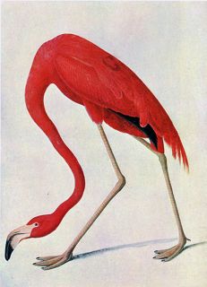 Audubon Flamingo by John James Audubon 20"x26" Art on Canvas  