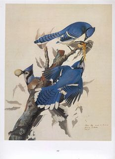 John James Audubon Bird Print Blue Jay Stealing Eggs  