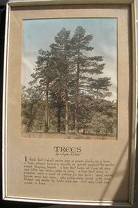 Antique Joyce Kilmer Trees Poem with Hand Tinted Photo Large 14 x 23  