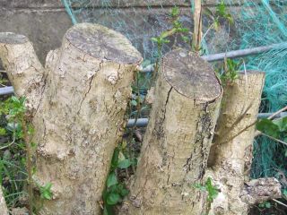 Tree Stump Killer 5 x Copper Nails Nail Kill Bush