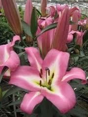 Asiatic Oriental Lilies 11 Types Your Choice 3 Bulb Pack RARE Varities