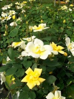 Sunny Knock Out Yellow Roses 1 Gal Live Rose Bush Shrubs Plants