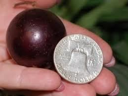 Worlds Largest Red Tame Giant Muscadine Grape RARE Sweet Wine 7 Seeds