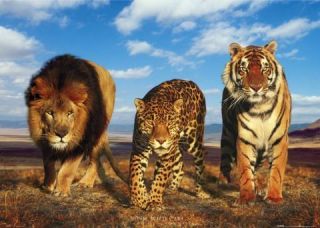 Lions Tiger Leopards Big Cats Africa Safari Poster A122