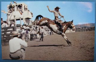 Rodeo Photo Postcard Livermore CA Roberts Murchison 50s