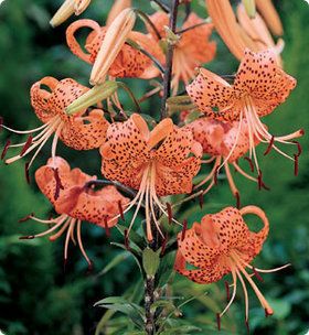 Lily Bulb Specie Tigrinum Splendens Turks Cap Lily