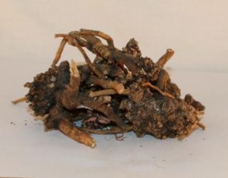 Senega Snakeroot Botanical Smudge Sage Herb 1 Ounce Pack
