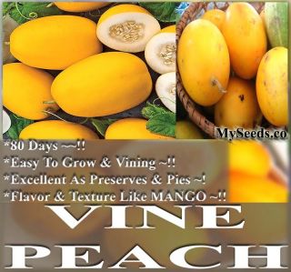 Climbing Cucumber Vine Peach Tastes Like Mango Seeds