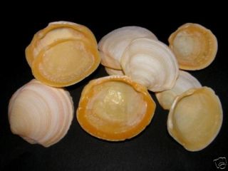 Seashells Yellow Lucine Florida Craft Shells