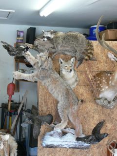 Lynx Mount Jumping After A Spruce Grouse Taxidermy Deer Bobcat Coyote