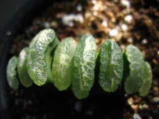 Succulent  Haworthia truncata seeding