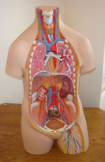 3B Scientific Torso Anatomical Model Human Body Made in Germany