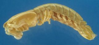 Mantis Shrimp Gonodactylus Chiragra 52 mm 13205
