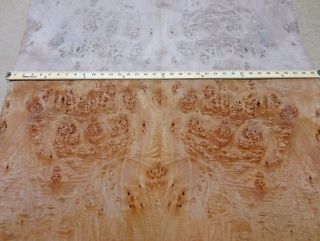 Maple Cluster Burl Wood Veneer 35 x 75 w Paper Back