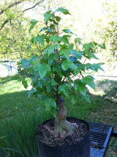 Nice Trident Maple Pre Bonsai Stock Tree