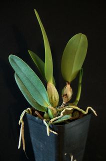 LC Mary Elizabeth Bohn R F x Cattleya Walkeriana Coerulea Orchid Plant