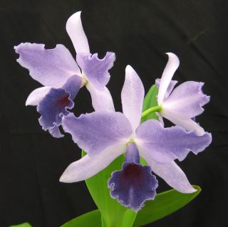 in Sheath Cattleya – Blue LC Mary Elizabeth Bohn Orchid Plant