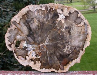 Very RARE Large Fossil Tanoak Mcdermitt or Petrified Wood Round
