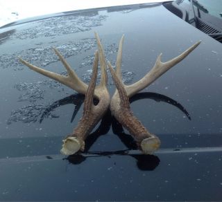 Dark 8pt Whitetail Deer Rack Shed Antlers Craft Horns Cabin Skull Arts