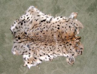 Rabbit Pelt Lynx Print Stenciled Excellent Fur Large