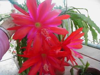 Epiphyllum Orc hid Cactus Red 2 Cuttings