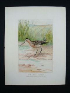 Antique Offset Lithograph Vintage The Dowitcher Bird Print