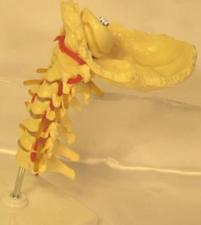 Vertebra cervical arteria spine nerves anatomical model