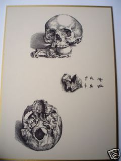 vintage ANATOMICAL PRINT human SKULL skeleton HEAD jaw