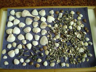 Sea Shells Collection Mixed Varieties and Sizes   Great for Aquarium