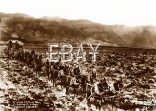 1877 1900S 20 MULE TEAM BORAX WAGON DEATH VALLEY CALIFORNIA CA PHOTO