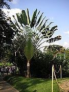 Travellers Palm ( Ravenala madagascariens is) 20 Seeds