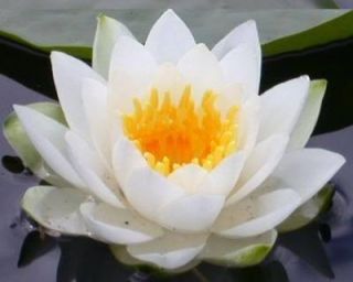 10 WHITE LOTUS Nymphaea Ampla Asian Water Lily Pad Flower Pond Seeds