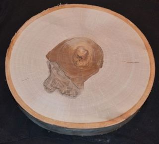 White Birch Log Rounds Tree Slices Discs live edw bark 9 to 13 D x 1