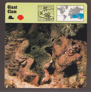 GIANT CLAM Shell Fish 1975 1980 SAFARI ANIMAL FACT PHOTO CARD 26 628