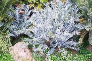 BLUE Bushmans River CYCAD Encephalartos trispinosus