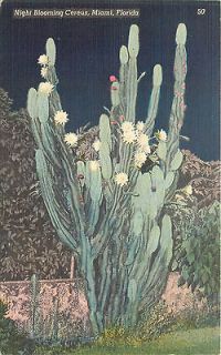 Miami FL   Cereus   Night Blooming   Cactus   Linen Postcard