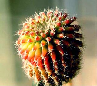Meninensis var rubra cactus seeds~Uebelman ia Purple cactus seeds