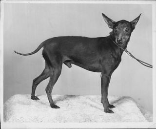 1957 Vans Little Jack Horner Toy Manchester Terrier Dog ears point