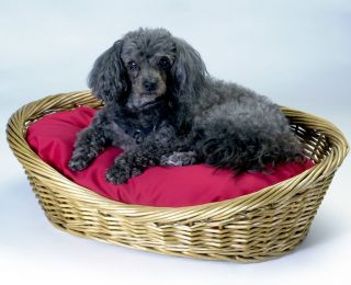 Wicker Dog pet Basket & Cedar/poly Bed in 27 fabrics Small 24 in. W x