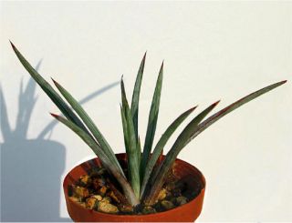 Agave StrictananaB LUE form rare succulent cactus Plant Seeds