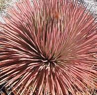 Red and exotic Agave Stricta Rubra seeds~Red edgehog Agave seeds