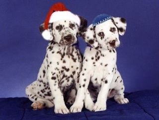 Pet Interfaith Christmas & Hanukkah CardsDog Dalmations Pup
