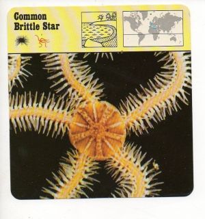 Common Brittle Star   Beaches & Shallow Waters Animal Safari Card